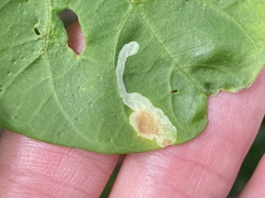 Calycomyza ipomaeae