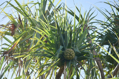 Pandanus cookii
