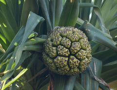 Pandanus cookii