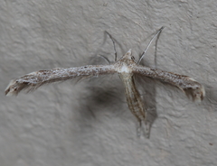 Lioptilodes albistriolatus