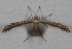 Lioptilodes albistriolatus