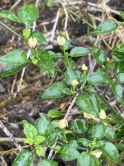Capsicum annuum glabriusculum