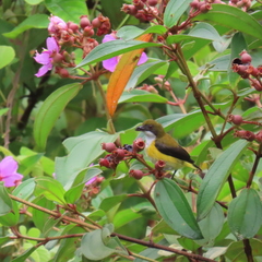 Dicaeum aureolimbatum