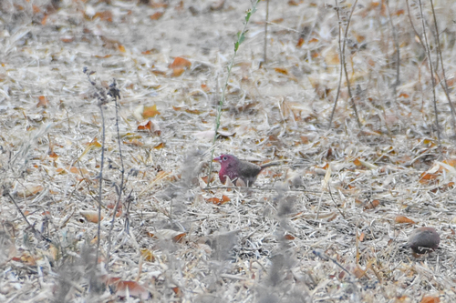 Bar-breasted Firefinch (Lagonosticta rufopicta), photo 10