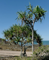 Pandanus cookii