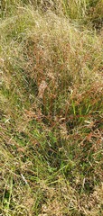 Juncus microcephalus