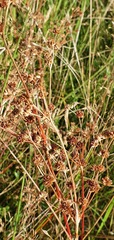 Juncus microcephalus