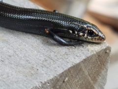 Plestiodon anthracinus