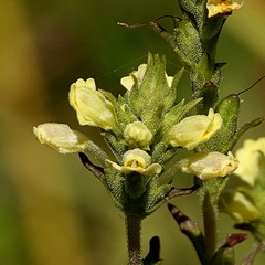 Euphrasia scabra