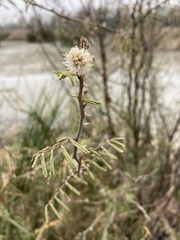 Mimosa asperata