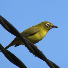 Zosterops chloris