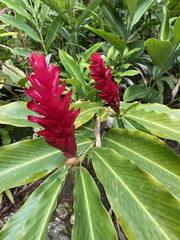 Alpinia purpurata