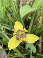 Trimezia steyermarkii