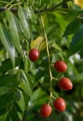 Ganophyllum falcatum
