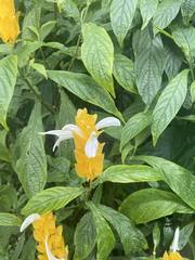 Pachystachys lutea