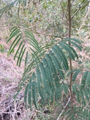 Leucaena pulverulenta