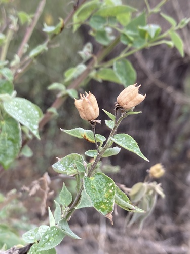 Anglestem Indian mallow (Abutilon trisulcatum)