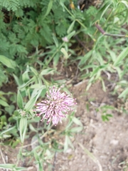 Gomphrena pulchella
