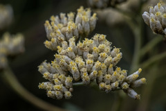 Cassinia rugata