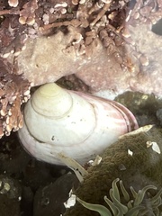 Semele