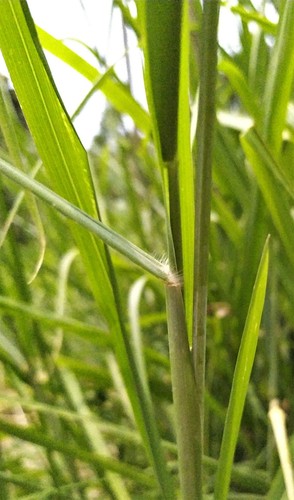 Guinea Grass