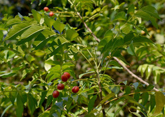 Ganophyllum falcatum