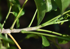 Ganophyllum falcatum