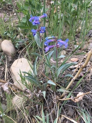 Penstemon nitidus