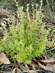 Xanthosia stellata