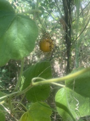 Passiflora foetida
