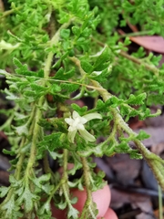 Xanthosia stellata