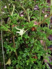 Xanthosia stellata