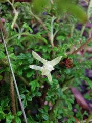 Xanthosia stellata