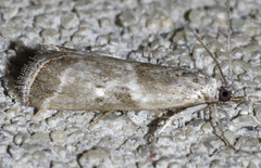 Diviana eudoreella