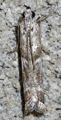 Diviana eudoreella
