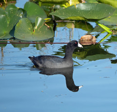 Fulica americana