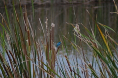 Alcedo coerulescens