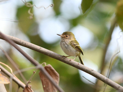 Atalotriccus pilaris