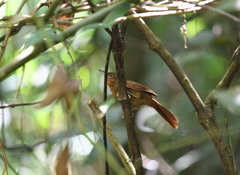 Clibanornis rufipectus