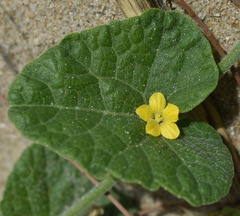 Cucumis althaeoides
