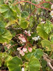 Begonia