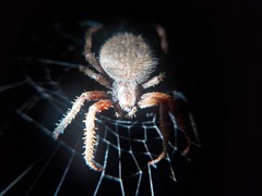 Neoscona