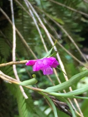Isochilus bracteatus