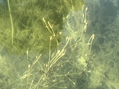 Potamogeton cheesemanii