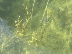 Potamogeton cheesemanii