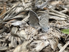 Hemiargus ramon