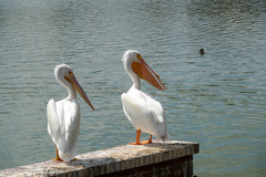 Pelecanus erythrorhynchos