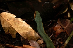 Xenodon werneri