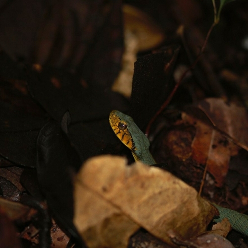 Guianan Green Snake