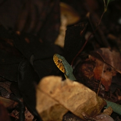 Xenodon werneri